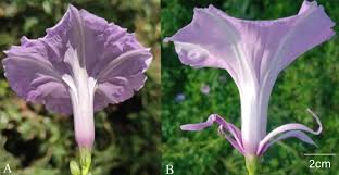 Image result for Ipomoea fulvicaulis