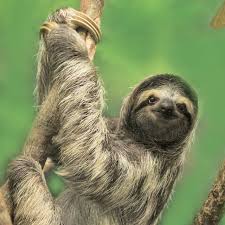 They'd never make it on time. Fun Facts About Sloths 14 Sloth Facts