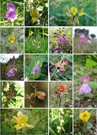 Image result for Fabaceae subfamily Papilionoideae