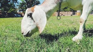 Goats are browsing animals, and while they won't eat anything (contrary to popular belief), they will eat a lot of things if placed in front of them—certainly a nibble or two! What Do Goats Really Eat Weed Em Reap