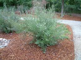Hardy and reliable in a variety of climates and soils. Westringia Wynyabbie Gem Westringia Wynyabbie Gem Plantmaster