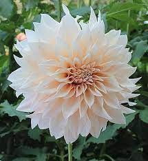 Pin On Dahlia Tattoo Designs