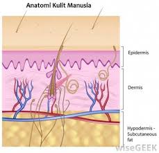 Struktur Kulit Manusia Dan Fungsinya Biologi Hisham Id