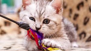 The male is kind of aggressive and plays a bit rough with the female. The Importance Of Kitten Play Medivet