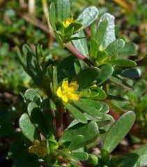 So if you're wondering how to get rid of purslane in your garden — you eat it! Purslane One Of The Most Nutritious Plants In The Garden