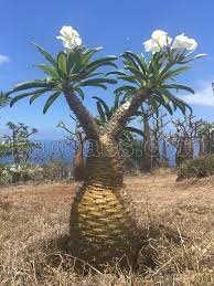 Specialising in silk wedding bouquets flowers artificial latex fresh bouquet silk wedding flowers, artificial wedding flowers orchids roses tulips lily real touch teardrop melbourne victoria latex bouquets latex frangipani latex roses Pachypdium Fiherenense Rare Unusual Plants Weird Plants Plants