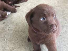 We did not find results for: Chocolate Labrador Puppies Dogs Puppies Gumtree Australia Brisbane South West Holland Labrador Puppy Labrador Puppy Chocolate Labrador Puppies For Sale