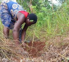 Image result for Burttdavya nyasica