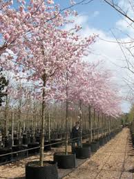 Ingram was affectionately known as. Prunus Accolade Cherry Accolade Deepdale Trees