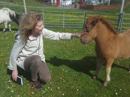 A miniature horse is a scaled down version of a full size horse. Shetland Pony Cost