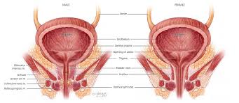 The ilium, ischium and the pubic bone. Pelvic Floor Muscles Symptoms Diagnosis Treatment Urology Care Foundation