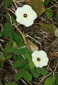Image result for Ipomoea obscura