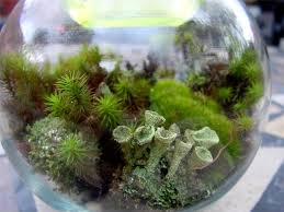 Small Moss Terrarium Kit Moss Lichens Resurrection By Teresab123 Terrarium Terrariums Kits Moss Terrarium