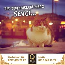 Hayvanlari Koruma Gunu Hayvan Korse Dunya