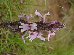 Image result for Striga bilabiata