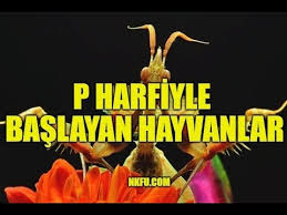 P Harfi Ile Baslayan Hayvanlar Isimleri Youtube