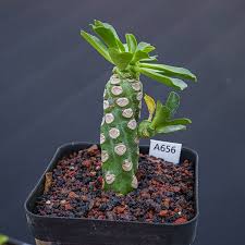 Image result for Ceropegia lugardiae