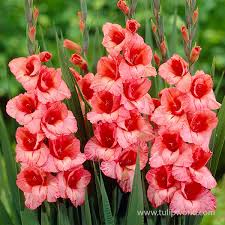 Image result for Gladiolus pusillus
