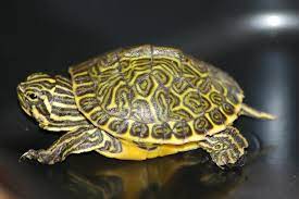 Maybe you would like to learn more about one of these? Kkgrafx S Image Turtle Yellow Belly Turtle Yellow Bellied Slider