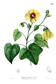 Image result for Thespesia acutiloba