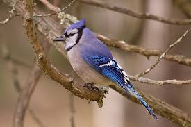 Check spelling or type a new query. Blue Jay Minnesota Breeding Bird Atlas