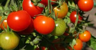 The tomato is in actual fact a fruit itself. How To Plant Grow And Maintain Tomatoes