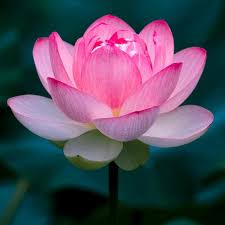 No matter what color or size, rose flower arrangements and bouquets are among the most beautiful ways to express how much you love and appreciate the recipient. Beejwala Buy Gardening Seeds Online Nursery Live Plants Bulbs Cacti