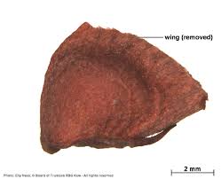 Image result for Acridocarpus chloropterus