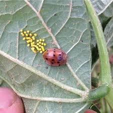 Bing images google images yahoo images. Mexican Bean Beetle Adult Right And Eggs Left On A Snap Bean Leaf Download Scientific Diagram