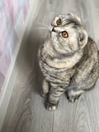 pin on eva scottish fold cat