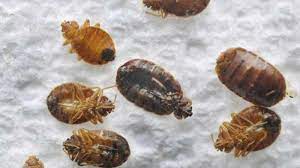Will Bleach Kill Bed Bugs How Does It Work Pestbugs