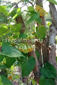 Image result for Telosma