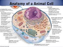 Animal cells are the types of cells that make up most of the tissue cells in animals. 30 Animal Cell With Label And Function Labels For Your Ideas