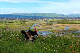 Coyote hills regional park is a regional park encompassing nearly 978 acres of land and administered by the east bay regional park district. Tom Turkey At Coyote Hills Regional Park 2 Summer Setting