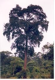 Image result for Pouteria adolfi-friedericii