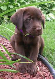Oh How I Love Chocolate Labradors Chiots Mignons Chiot Labrador Chocolat