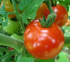 Plant early in the season in full sun for best results. Growing Tomatoes Indoors How To Grow Tomato Plants From Seed