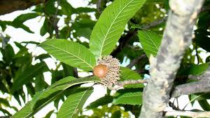 Image result for Quercus acutissima