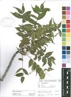 Image result for Kirkia