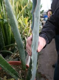 Image result for Sansevieria nilotica