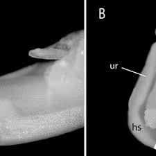 Image result for Marantochloa leucantha