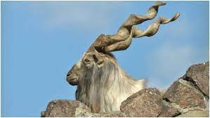 Maybe you would like to learn more about one of these? National Animal Of Pakistan Einfon