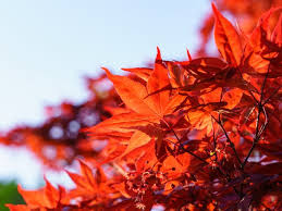 紅葉していないのに赤いモミジがあるって本当 ハルメクweb