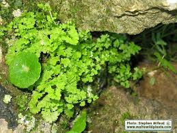 Image result for Anogramma