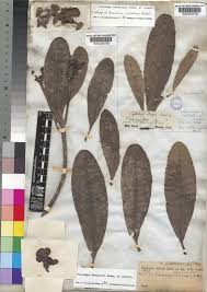 Image result for Voacanga thouarsii