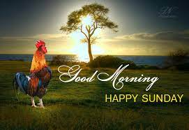 Good morning sunday, pictures, images messages. Good Morning Happy Sunday Morning Sunday Wishes Premium Wishes Good Morning Happy Sunday Good Morning Sunday Images Happy Sunday Morning