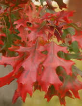 Obituary information for James Joseph Carriveau