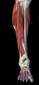 The main action of the adductors is to pull the leg inward toward the other leg. Foot Ankle Mobility Tips Marvin Blake Therapies