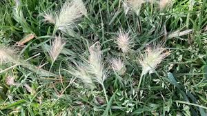 Image result for Melinis tenuissima