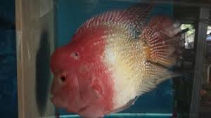 Namun tetap saja anda mesti berpikir dulu selain memerlukan akuarium berkapasitas besar, ikan ini juga lebih betah tinggal di akuarium komunitas. Daun Ketapang Rahasia Mengembalikan Kecerahan Jenong Ikan Louhan Banjarmasin Post